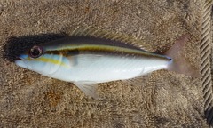 False Whiptail photo 2