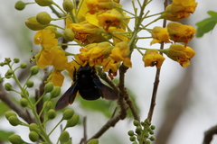 Xylocopa griswoldi