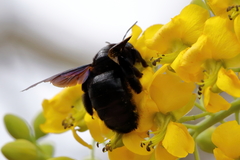 Xylocopa griswoldi