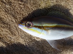 False Whiptail photo 3