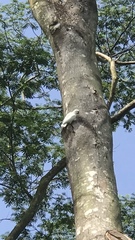 Cacatua goffiniana