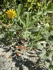 Borrichia frutescens image