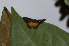 Echenais thelephus