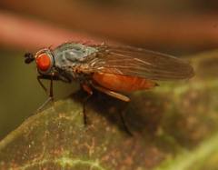 Heteromyza atricornis