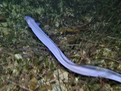 Conger wilsoni