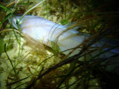 Conger wilsoni