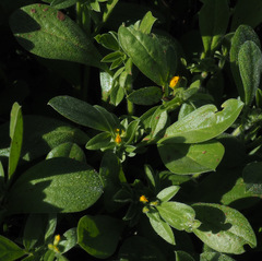 Anthyllis circinnata