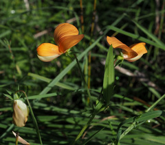 Lathyrus gorgonei
