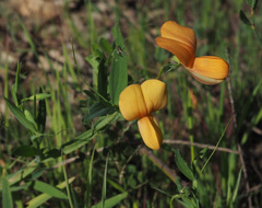 Lathyrus gorgonei