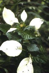 Pseudomussaenda stenocarpa