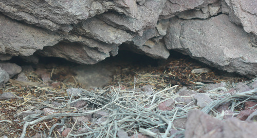 Neotoma lepida