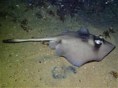 Trygonoptera personata