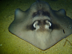 Trygonoptera personata