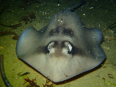 Trygonoptera personata