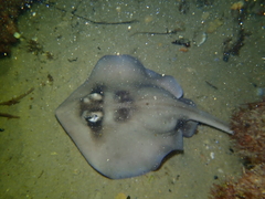 Trygonoptera personata
