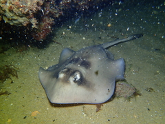 Trygonoptera personata