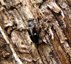 Tomoxia bucephala