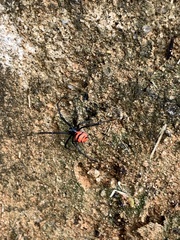 Latrodectus curacaviensis