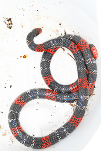 Regal Coralsnake