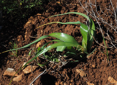 Iris palaestina