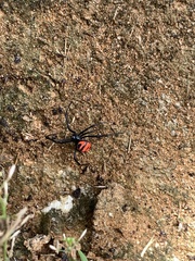 Latrodectus curacaviensis
