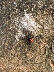 Latrodectus curacaviensis