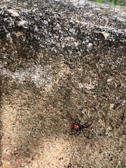 Latrodectus curacaviensis