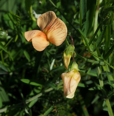 Lathyrus hierosolymitanus