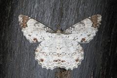 Epimecis anonaria
