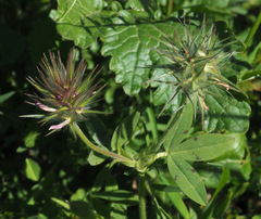 Trifolium dasyurum