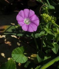Convolvulus coelesyriacus