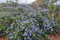 Ceanothus lemmonii