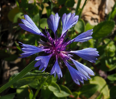Centaurea cyanoides