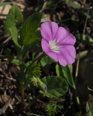 Convolvulus coelesyriacus
