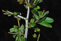 Ceanothus lemmonii