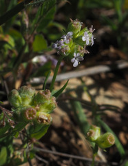 Valerianella vesicaria