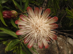Leiocephalae
