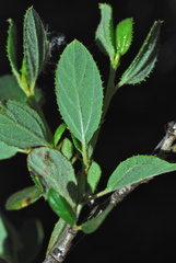 Ceanothus lemmonii