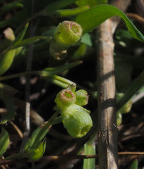 Valerianella vesicaria