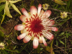 Leiocephalae
