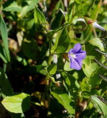 Convolvulus siculus siculus