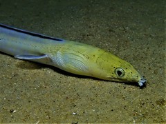 Blackfinned Snake Eel photo 3