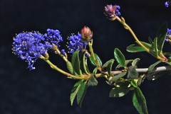 Ceanothus lemmonii
