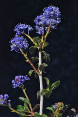 Ceanothus lemmonii