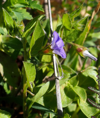 Convolvulus siculus siculus
