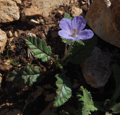 Erodium gruinum