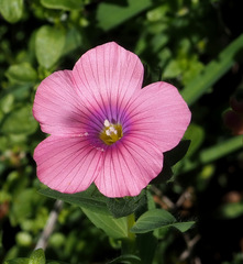 Linum pubescens