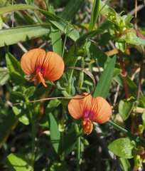 Lathyrus blepharicarpos