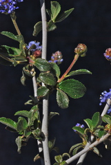 Ceanothus lemmonii