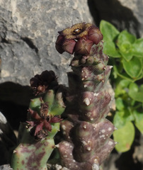 Apteranthes europaea judaica